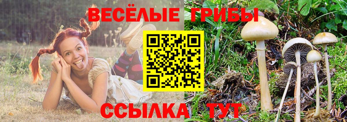 дарнет шоп  Вход с VPN  Сатка  Псилоцибиновые грибы Magic Shrooms 